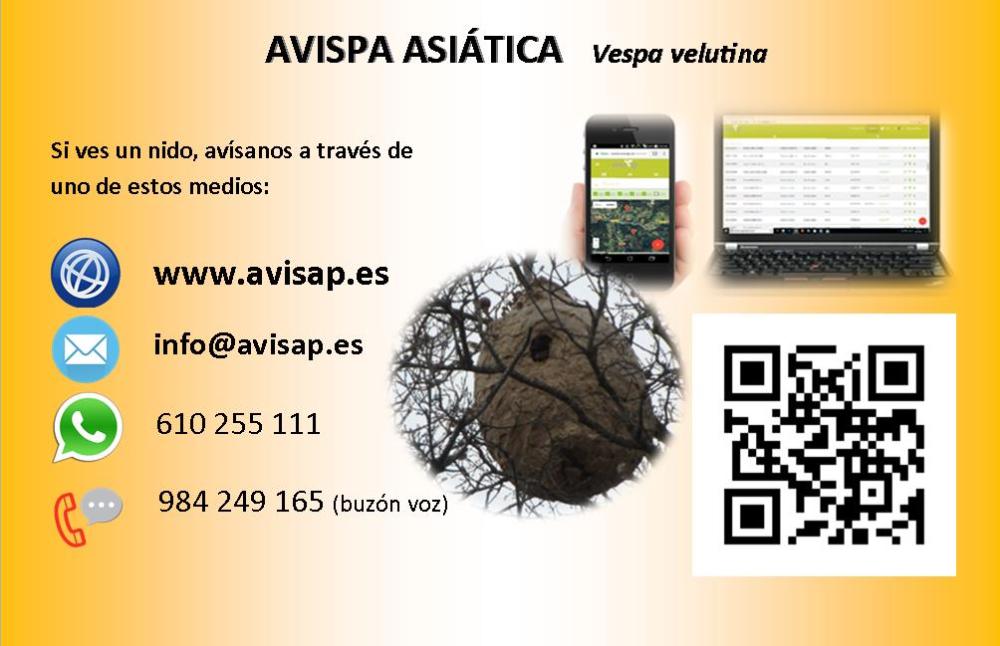 Medios para avisar si ves un nido de avispa asiática